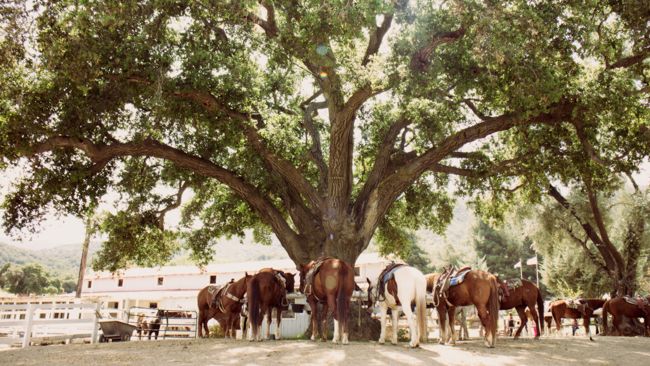 horses