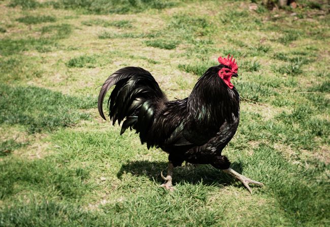 rooster