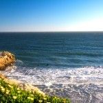 santa cruz flower beach