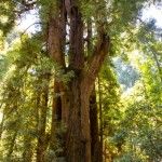 tall redwoods