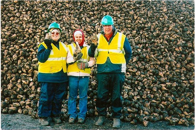sugarbeets