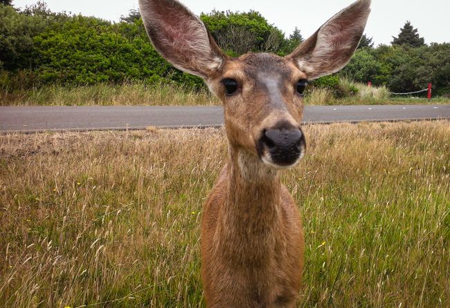 ocean shores wildlife