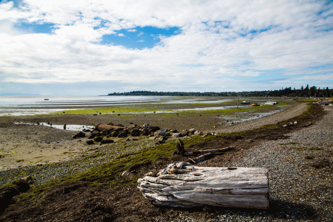 birch bay tide