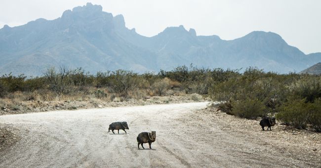 big bend national park wild life