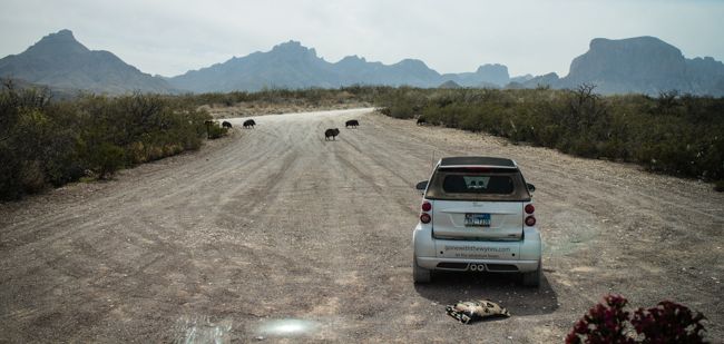 big bend national park wild life