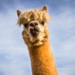alpaca