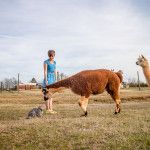 alpaca farm