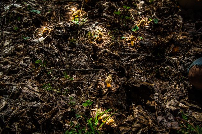 morel mushrooms