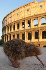 owen-kiwi_in_rome