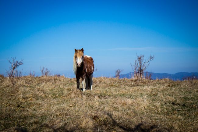 Grayson Highlands park