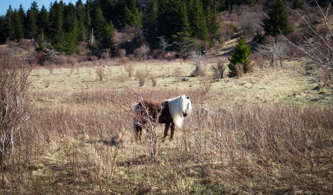 wild sexy pony