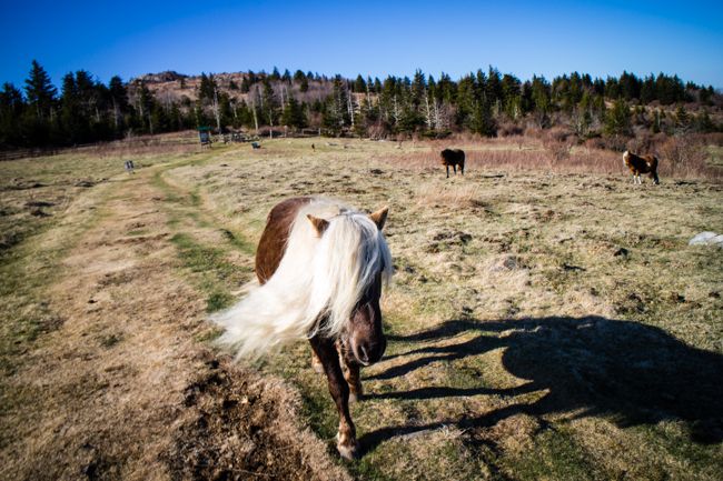 fabio the pony