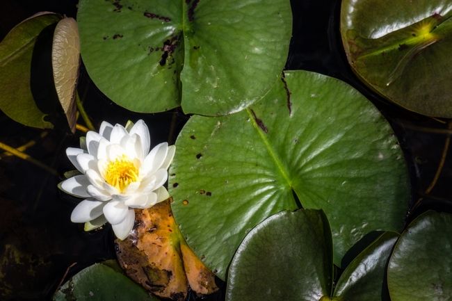 tahquamenon falls michigan