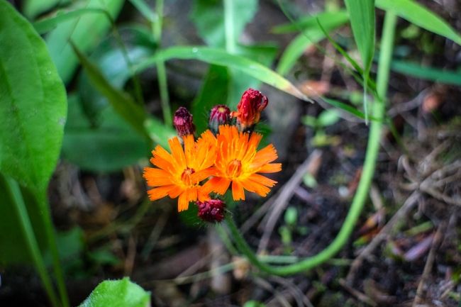 tahquamenon falls michigan
