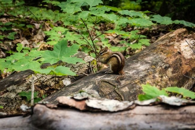 tahquamenon falls michigan