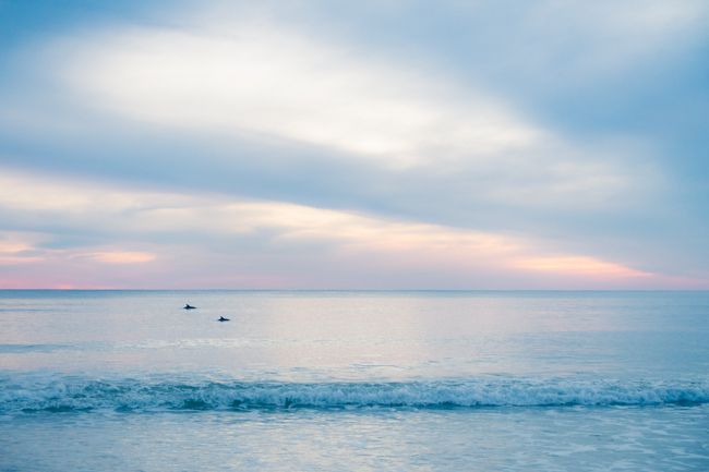 dolphins at sunset