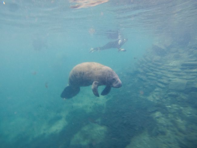 west indian manatee