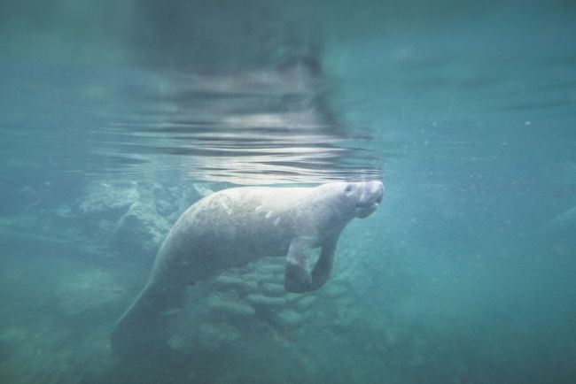 swim with manatee florida