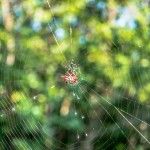 crab spider the Florida keys