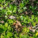 iguana the Florida keys