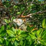 wild life the Florida keys