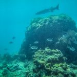 best diving florida keys