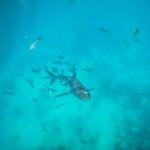 diving with sharks florida