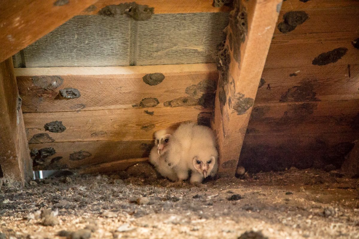 hickory hammock wildlife management area