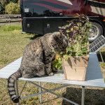 Dupuis Management Area