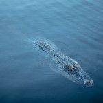 Dupuis Management Area