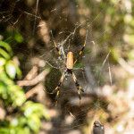 Dupuis Management Area