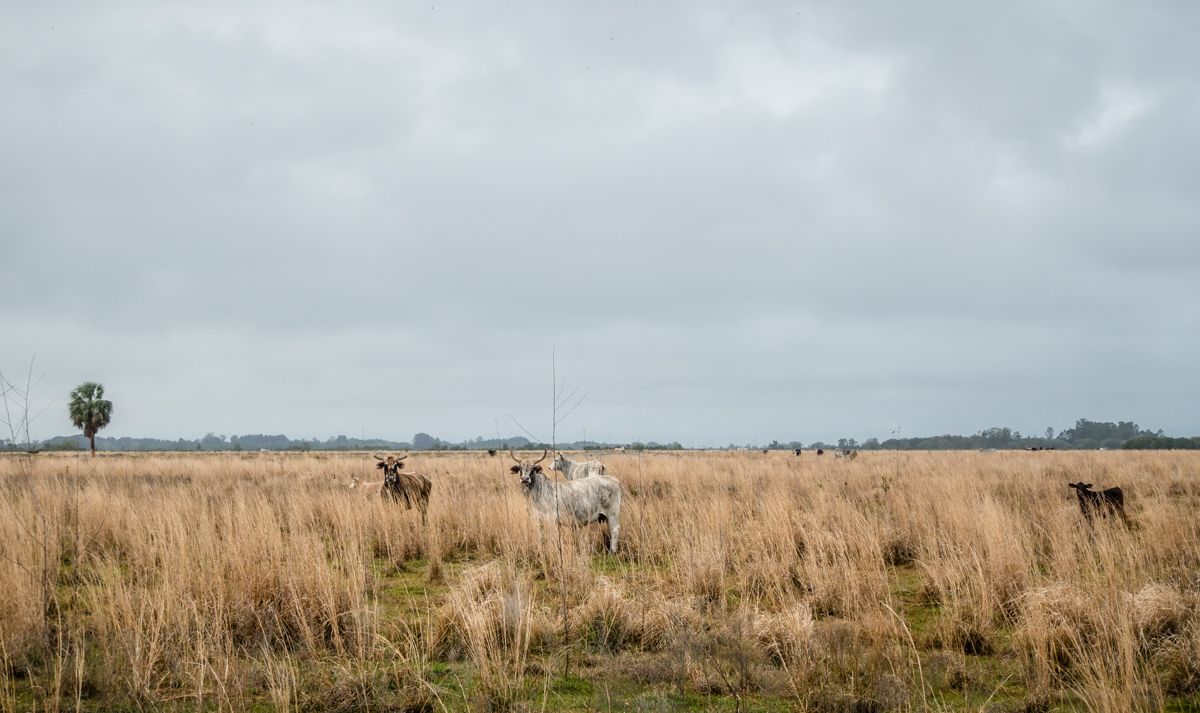 hickory hammock wildlife management area