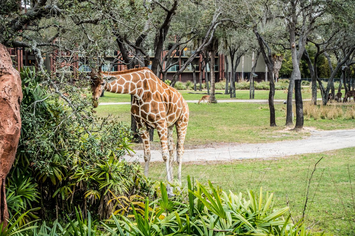 Disney World Florida