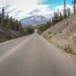 watch for wildlife on the road