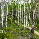 beautiful trees Jasper National Park