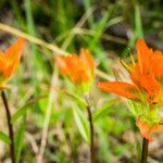 Old Fort Point Trial
