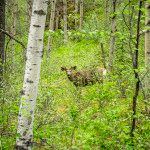 Old Fort Point Trial