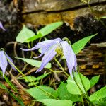 Old Fort Point Trial