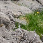 jasper national park