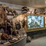 Dawson Creek BC musuem