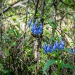 Tetsa River hiking trail