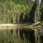 moose in water