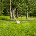 Beatton Provincial Park