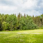 dandy lion field