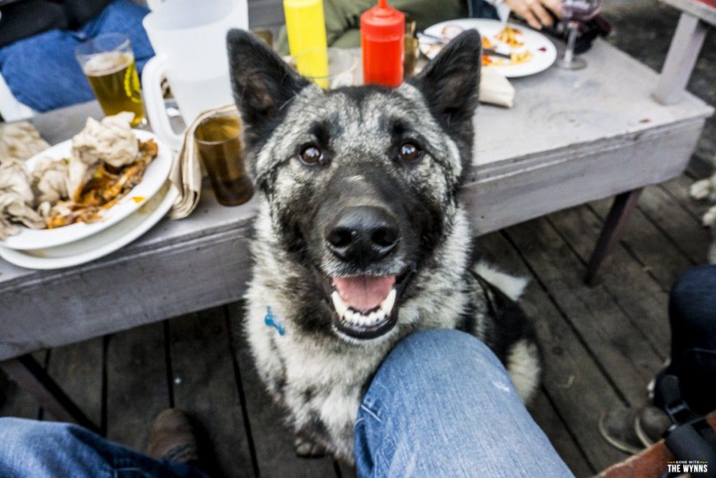 dogs run free in McCarthy Alaska