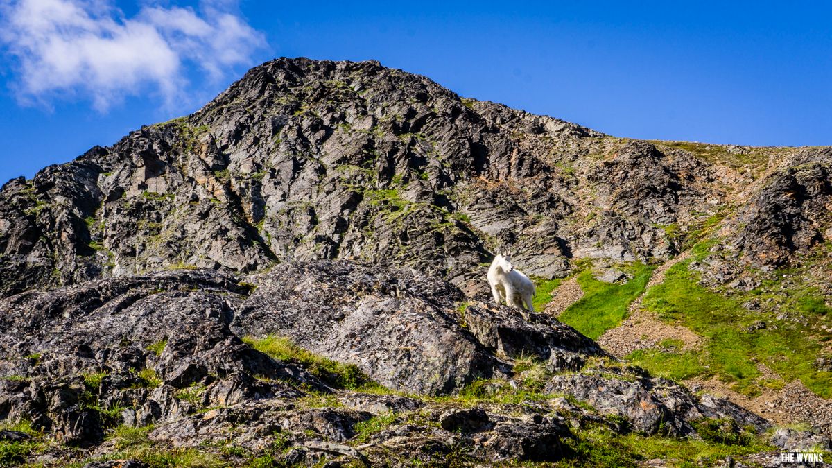 dall sheep alaska