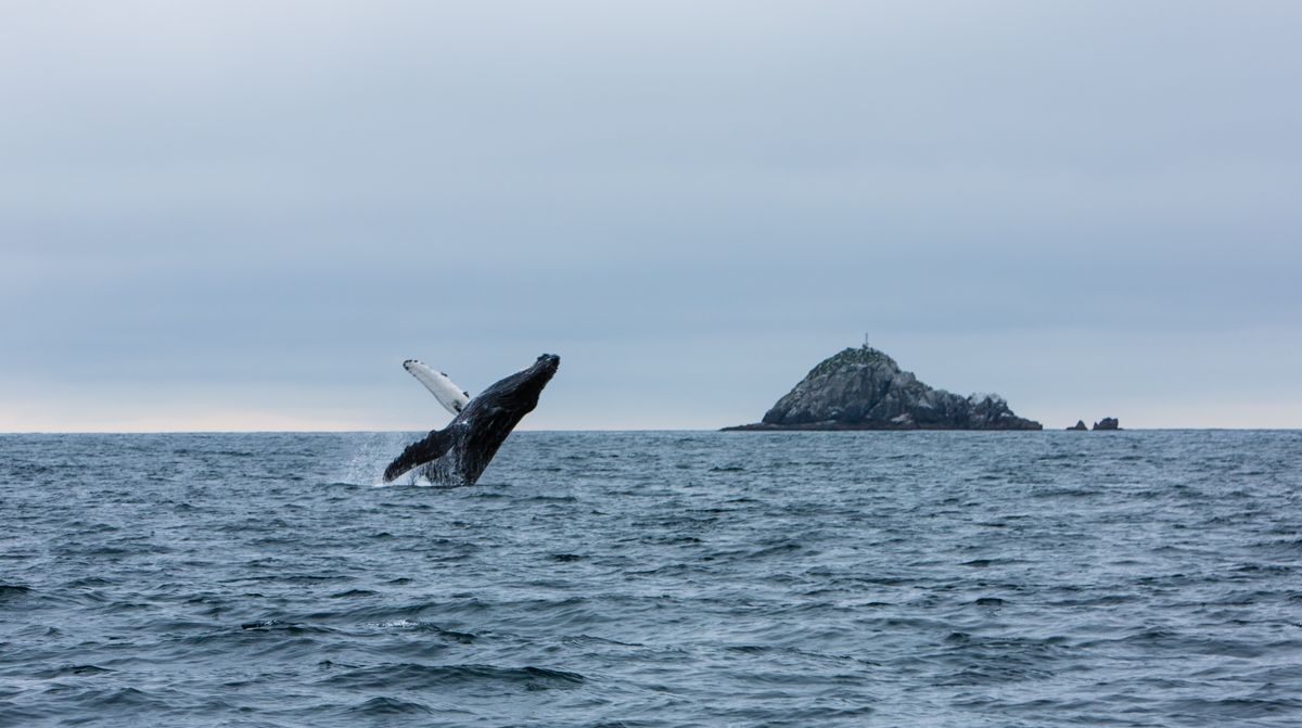 whale watching alaska