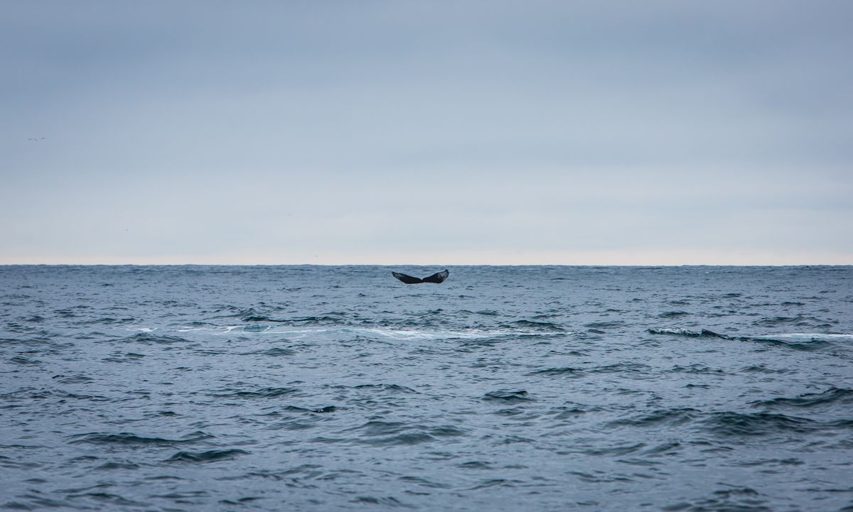 whale watching alaska