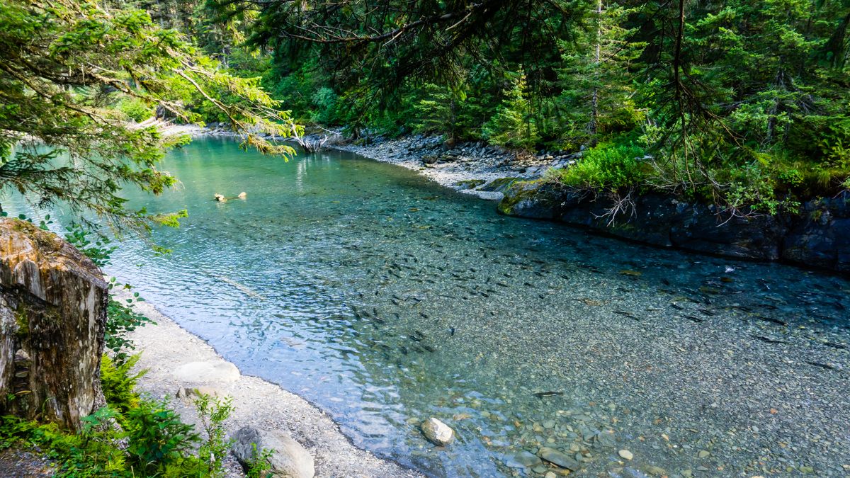 spawning salmon alaska