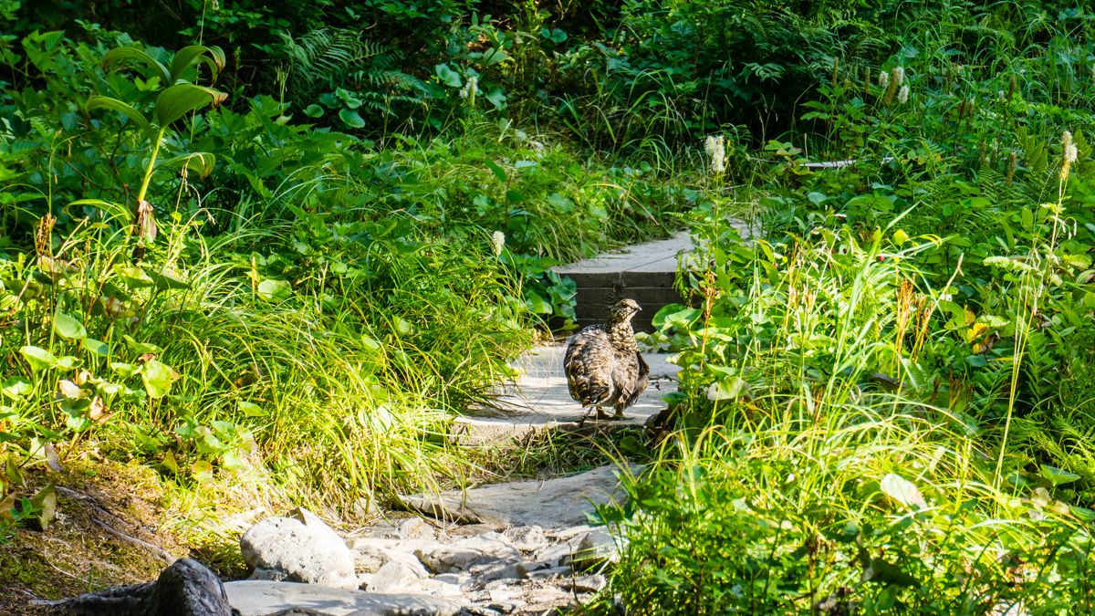 hiking whitter alaska